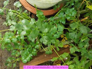 Pesto d'hiver céleri-persil (Vegan)
