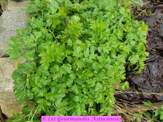 Pesto d'hiver céleri-persil (Vegan)