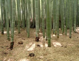 foret-bambou-japon-insolite-kyoto-sangano-10-Daderot