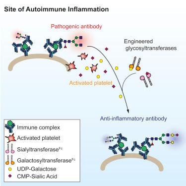 #cell #anticorpspathogènes #sialylation #autoimmunité La sialylation des anticorps pathogènes in vivo atténue la maladie auto-immune