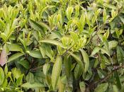 noir cultivar Karabeni