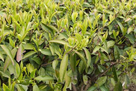 Thé noir cultivar Karabeni