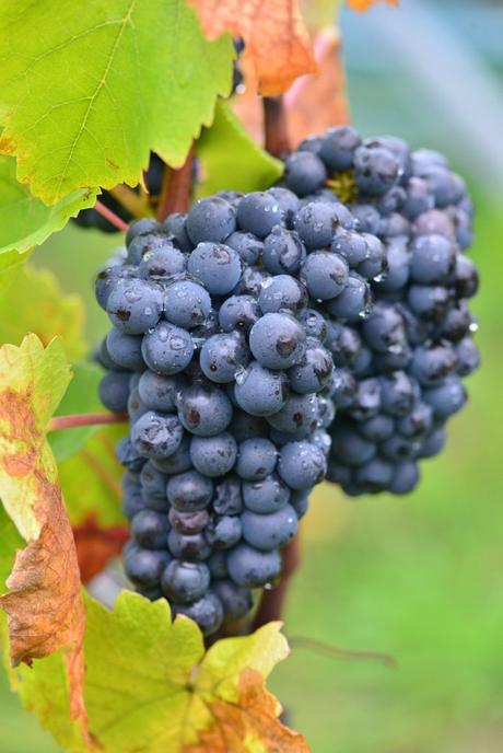 Flashback sur les vendanges de Veuve Clicquot Flashback sur les vendanges de Veuve Clicquot