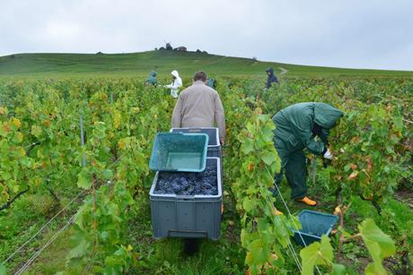 Flashback sur les vendanges de Veuve Clicquot Flashback sur les vendanges de Veuve Clicquot