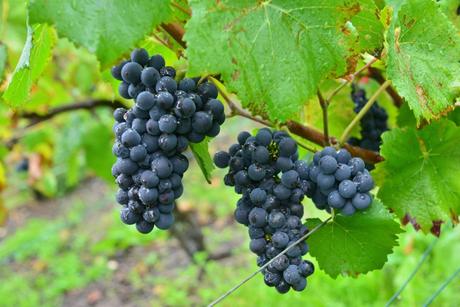 Flashback sur les vendanges de Veuve Clicquot Flashback sur les vendanges de Veuve Clicquot