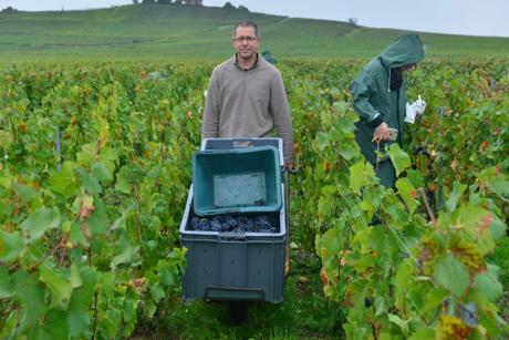 Flashback sur les vendanges de Veuve Clicquot Flashback sur les vendanges de Veuve Clicquot