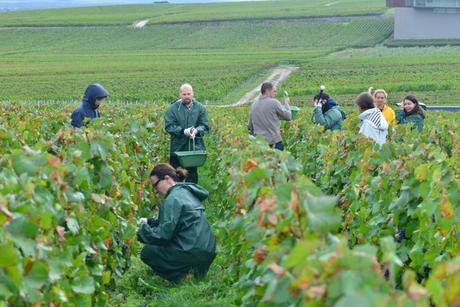 Flashback sur les vendanges de Veuve Clicquot Flashback sur les vendanges de Veuve Clicquot