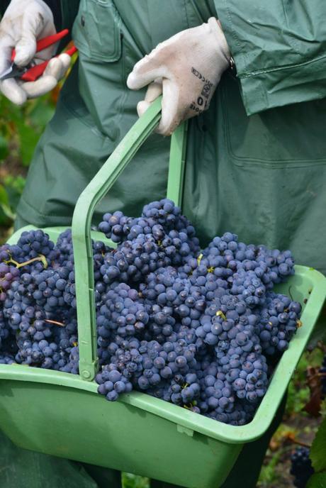 Flashback sur les vendanges de Veuve Clicquot Flashback sur les vendanges de Veuve Clicquot