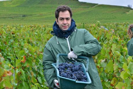 Flashback sur les vendanges de Veuve Clicquot Flashback sur les vendanges de Veuve Clicquot