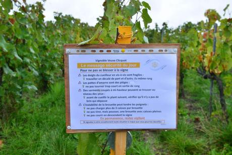 Flashback sur les vendanges de Veuve Clicquot Flashback sur les vendanges de Veuve Clicquot