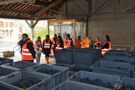 Flashback sur les vendanges de Veuve Clicquot