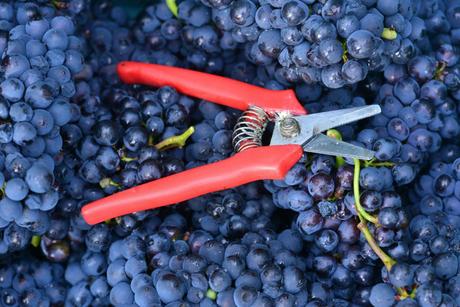 Flashback sur les vendanges de Veuve Clicquot Flashback sur les vendanges de Veuve Clicquot