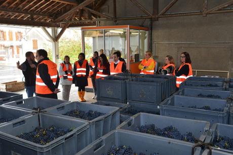 Flashback sur les vendanges de Veuve Clicquot Flashback sur les vendanges de Veuve Clicquot