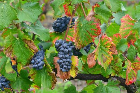 Flashback sur les vendanges de Veuve Clicquot Flashback sur les vendanges de Veuve Clicquot