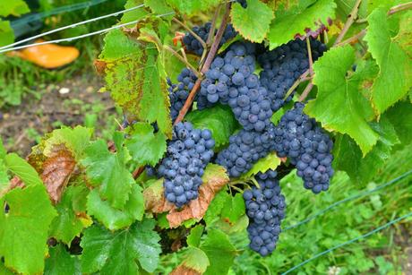 Flashback sur les vendanges de Veuve Clicquot Flashback sur les vendanges de Veuve Clicquot