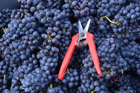 Flashback sur les vendanges de Veuve Clicquot Flashback sur les vendanges de Veuve Clicquot