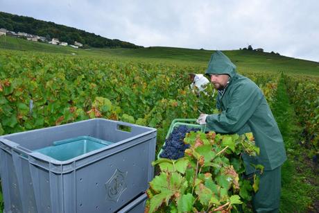 Flashback sur les vendanges de Veuve Clicquot Flashback sur les vendanges de Veuve Clicquot