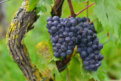 Flashback sur les vendanges de Veuve Clicquot Flashback sur les vendanges de Veuve Clicquot