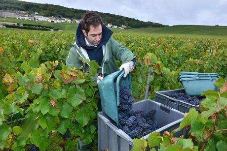 Flashback sur les vendanges de Veuve Clicquot