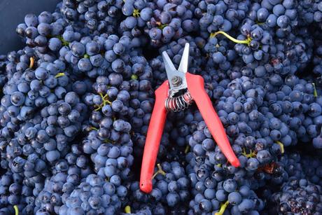 Flashback sur les vendanges de Veuve Clicquot Flashback sur les vendanges de Veuve Clicquot