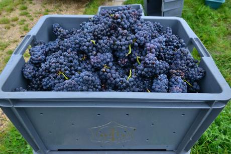 Flashback sur les vendanges de Veuve Clicquot Flashback sur les vendanges de Veuve Clicquot