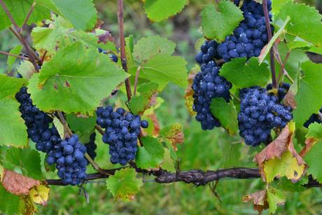 Flashback sur les vendanges de Veuve Clicquot Flashback sur les vendanges de Veuve Clicquot