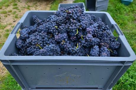 Flashback sur les vendanges de Veuve Clicquot Flashback sur les vendanges de Veuve Clicquot