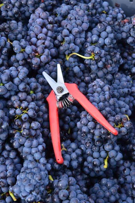 Flashback sur les vendanges de Veuve Clicquot Flashback sur les vendanges de Veuve Clicquot