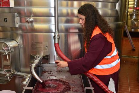 Flashback sur les vendanges de Veuve Clicquot Flashback sur les vendanges de Veuve Clicquot