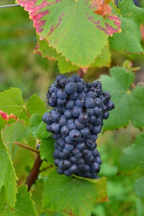 Flashback sur les vendanges de Veuve Clicquot