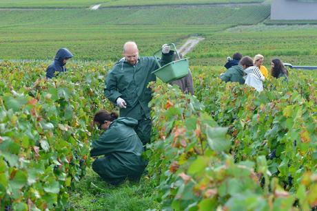Flashback sur les vendanges de Veuve Clicquot Flashback sur les vendanges de Veuve Clicquot