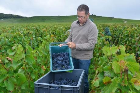 Flashback sur les vendanges de Veuve Clicquot Flashback sur les vendanges de Veuve Clicquot