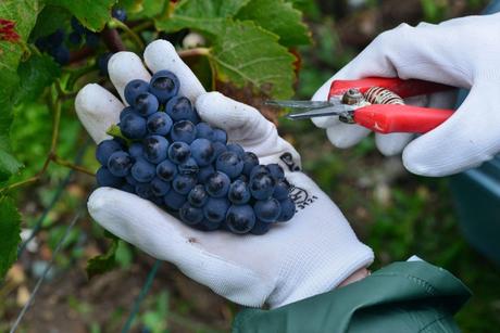 Flashback sur les vendanges de Veuve Clicquot Flashback sur les vendanges de Veuve Clicquot