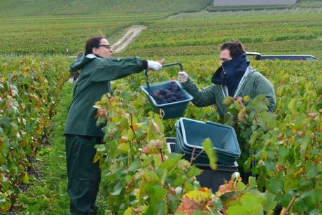 Flashback sur les vendanges de Veuve Clicquot Flashback sur les vendanges de Veuve Clicquot