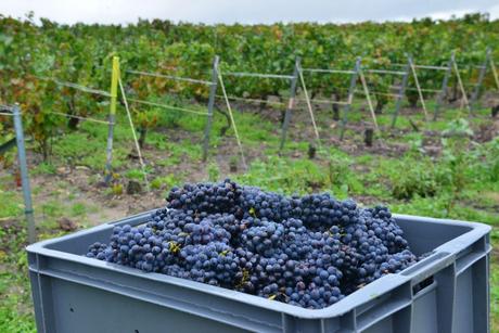 Flashback sur les vendanges de Veuve Clicquot Flashback sur les vendanges de Veuve Clicquot