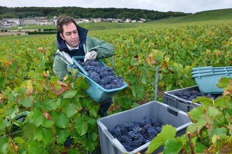 Flashback sur les vendanges de Veuve Clicquot Flashback sur les vendanges de Veuve Clicquot