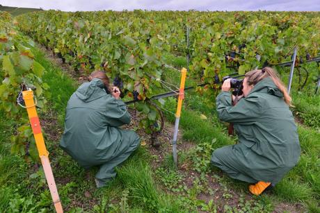 Flashback sur les vendanges de Veuve Clicquot Flashback sur les vendanges de Veuve Clicquot