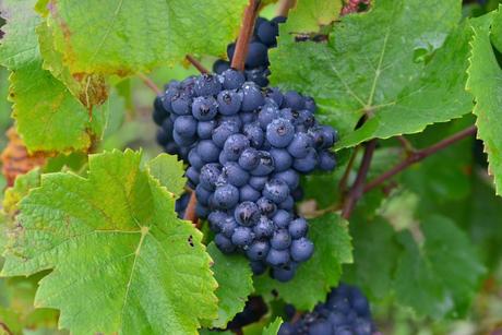 Flashback sur les vendanges de Veuve Clicquot Flashback sur les vendanges de Veuve Clicquot