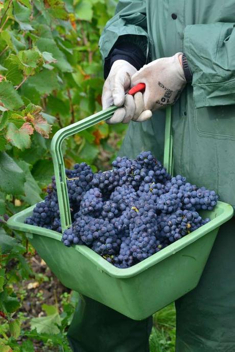 Flashback sur les vendanges de Veuve Clicquot Flashback sur les vendanges de Veuve Clicquot