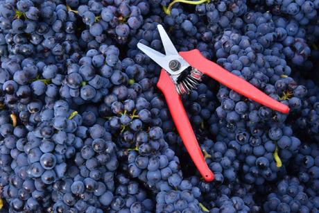 Flashback sur les vendanges de Veuve Clicquot Flashback sur les vendanges de Veuve Clicquot