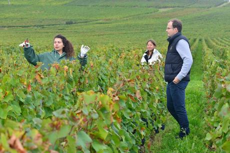 Flashback sur les vendanges de Veuve Clicquot Flashback sur les vendanges de Veuve Clicquot
