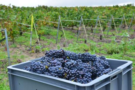 Flashback sur les vendanges de Veuve Clicquot Flashback sur les vendanges de Veuve Clicquot