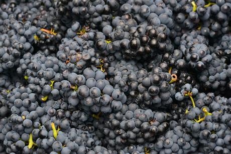 Flashback sur les vendanges de Veuve Clicquot Flashback sur les vendanges de Veuve Clicquot