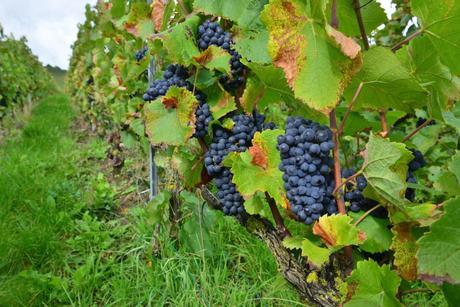 Flashback sur les vendanges de Veuve Clicquot Flashback sur les vendanges de Veuve Clicquot