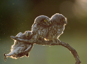 Comedy Wild Life Photography Awards 2017