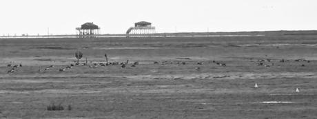 Les surprises de l’estran vaseux