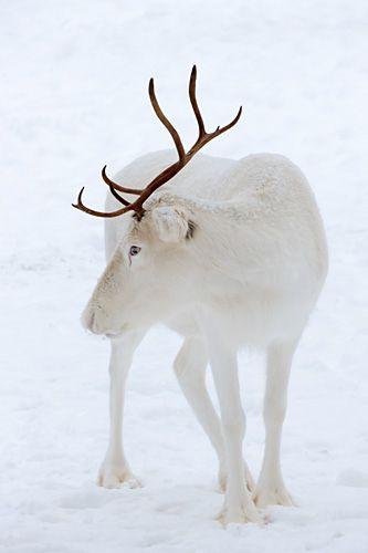 HELLO DECO D'UN DIMANCHE DE NOEL !