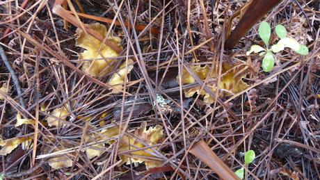 Pas de réveillon sans champignon…