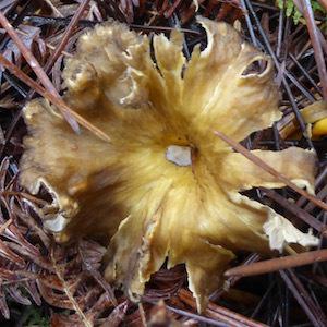 Pas de réveillon sans champignon…