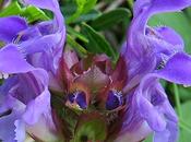 Brunelle grandes fleurs (Prunella grandiflora)